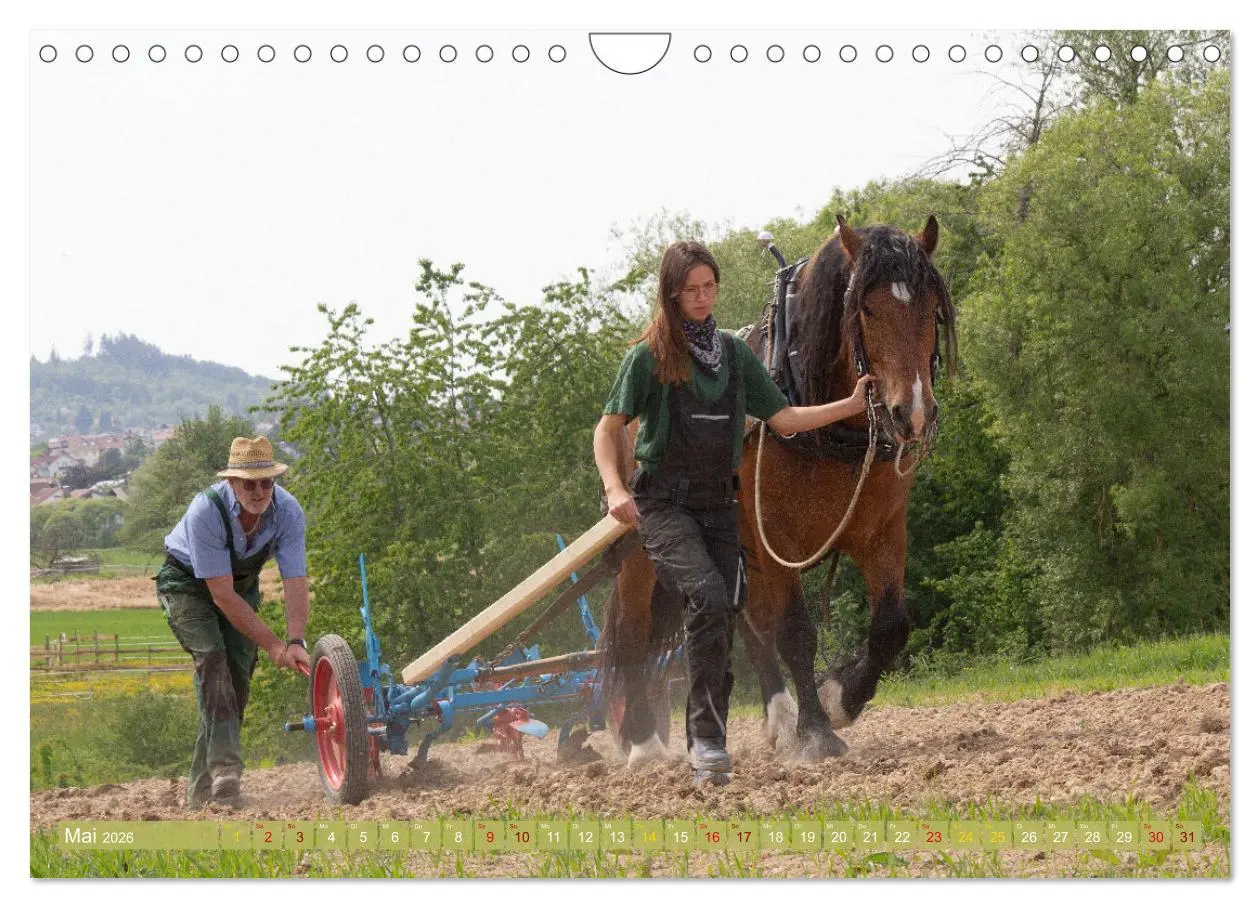 Bild: 9783457657867 | Zugpferde bei der Feldarbeit (Wandkalender 2026 DIN A4 quer),...