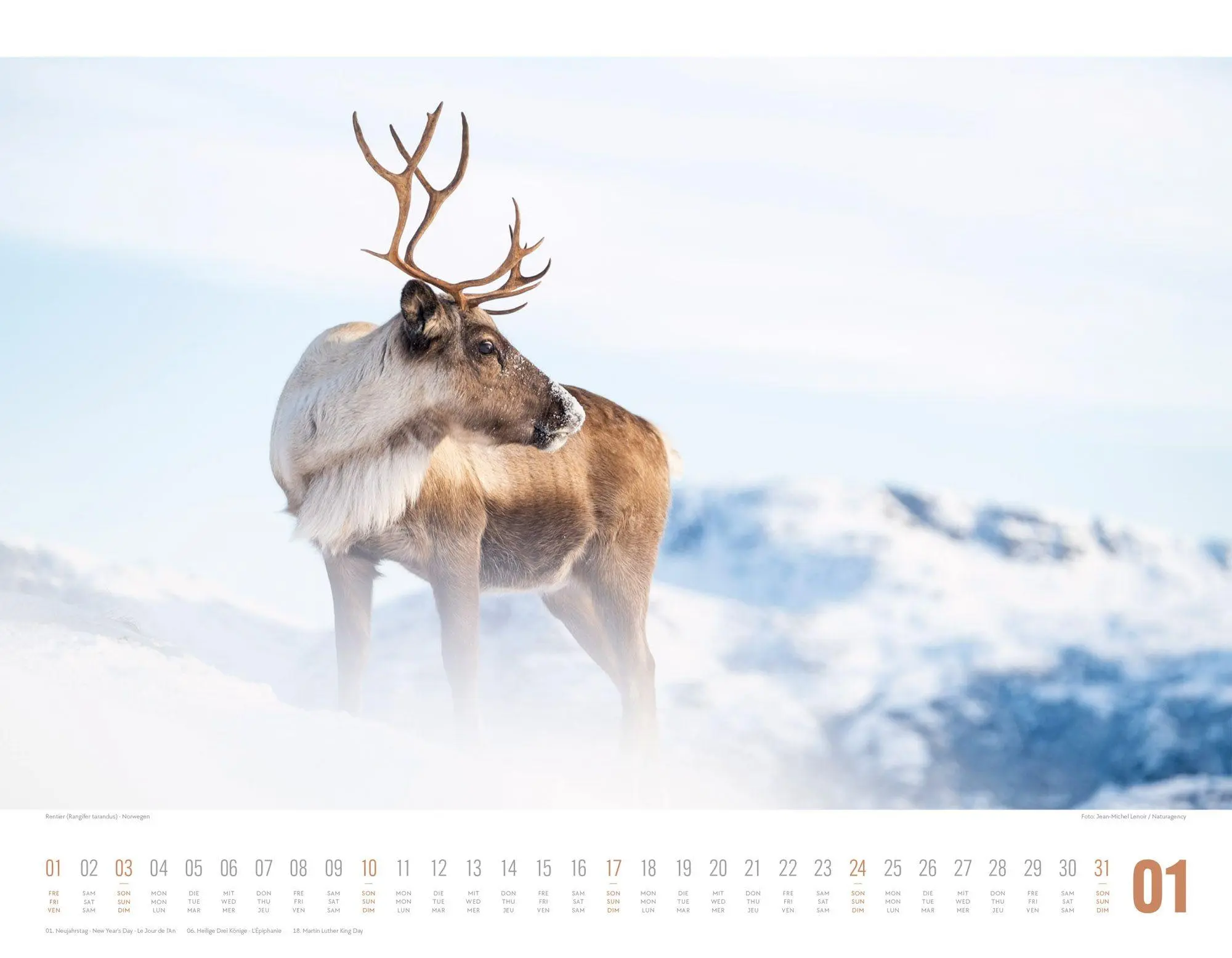 Bild: 9783838427867 | Tierwelt Skandinavien Kalender 2027 | Ackermann Kunstverlag GmbH