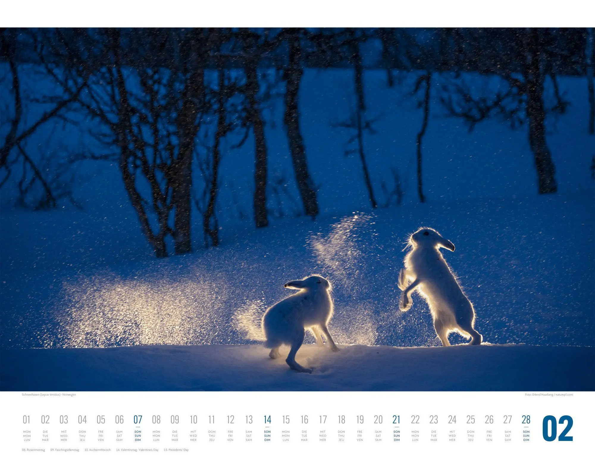 Bild: 9783838427867 | Tierwelt Skandinavien Kalender 2027 | Ackermann Kunstverlag GmbH