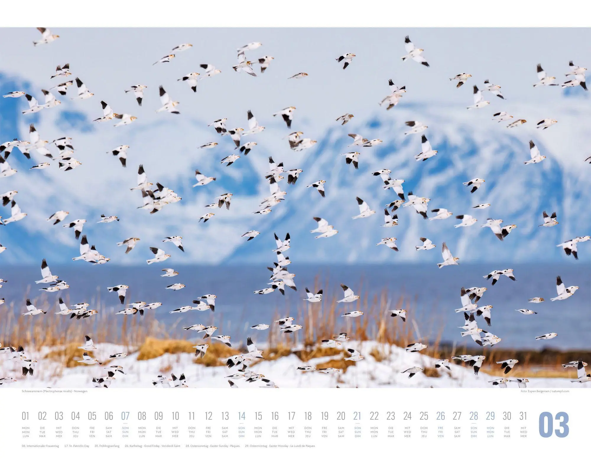 Bild: 9783838427867 | Tierwelt Skandinavien Kalender 2027 | Ackermann Kunstverlag GmbH