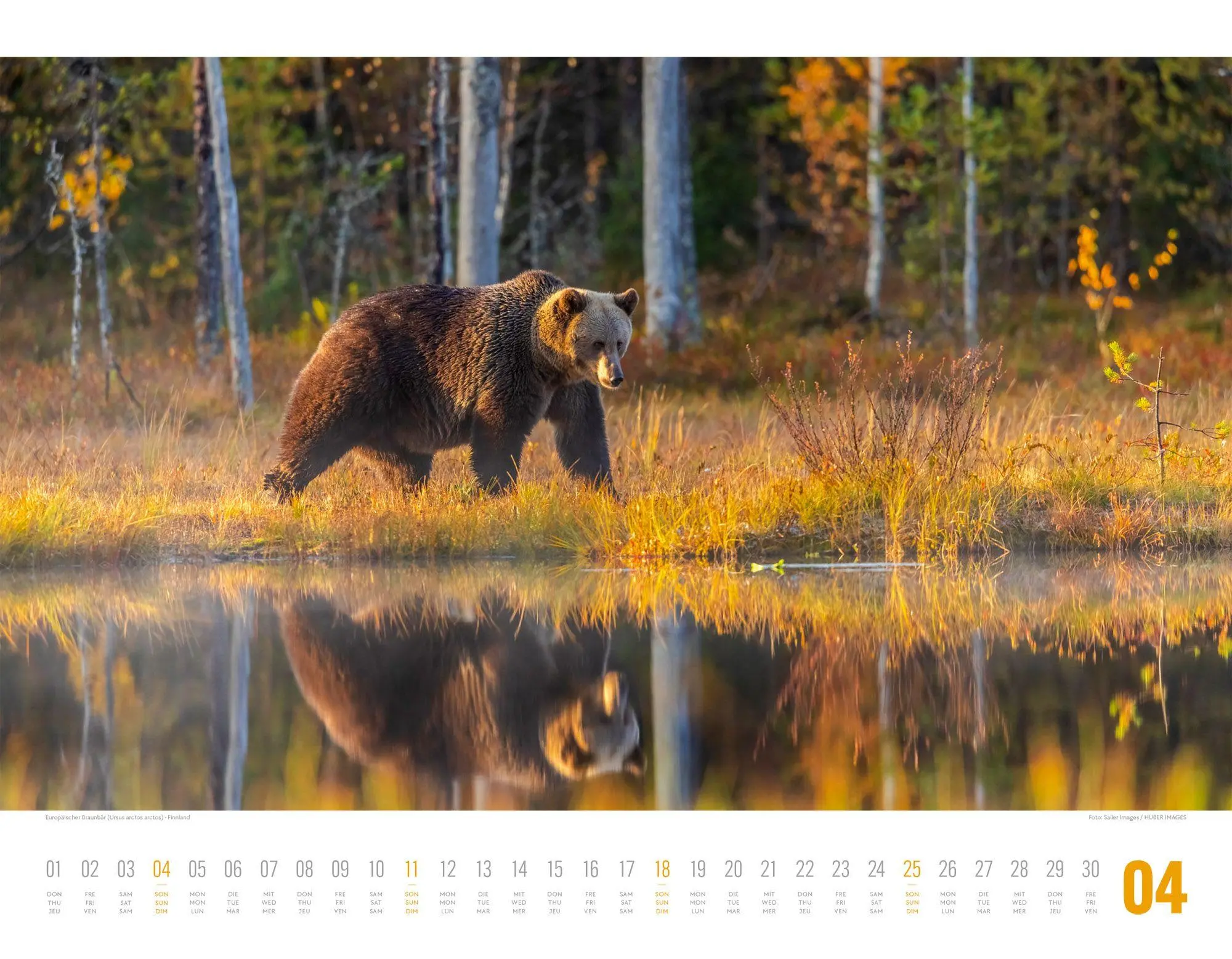 Bild: 9783838427867 | Tierwelt Skandinavien Kalender 2027 | Ackermann Kunstverlag GmbH