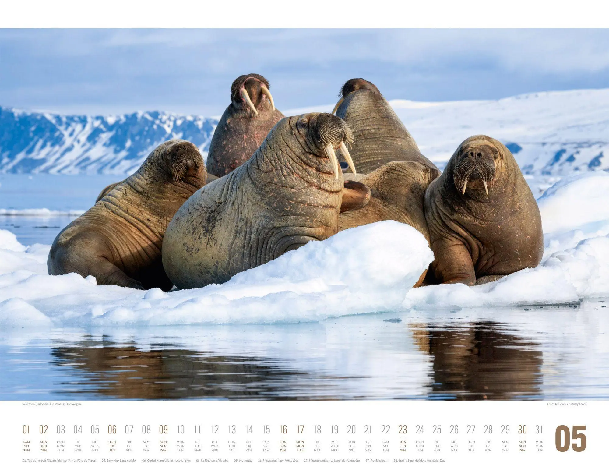 Bild: 9783838427867 | Tierwelt Skandinavien Kalender 2027 | Ackermann Kunstverlag GmbH