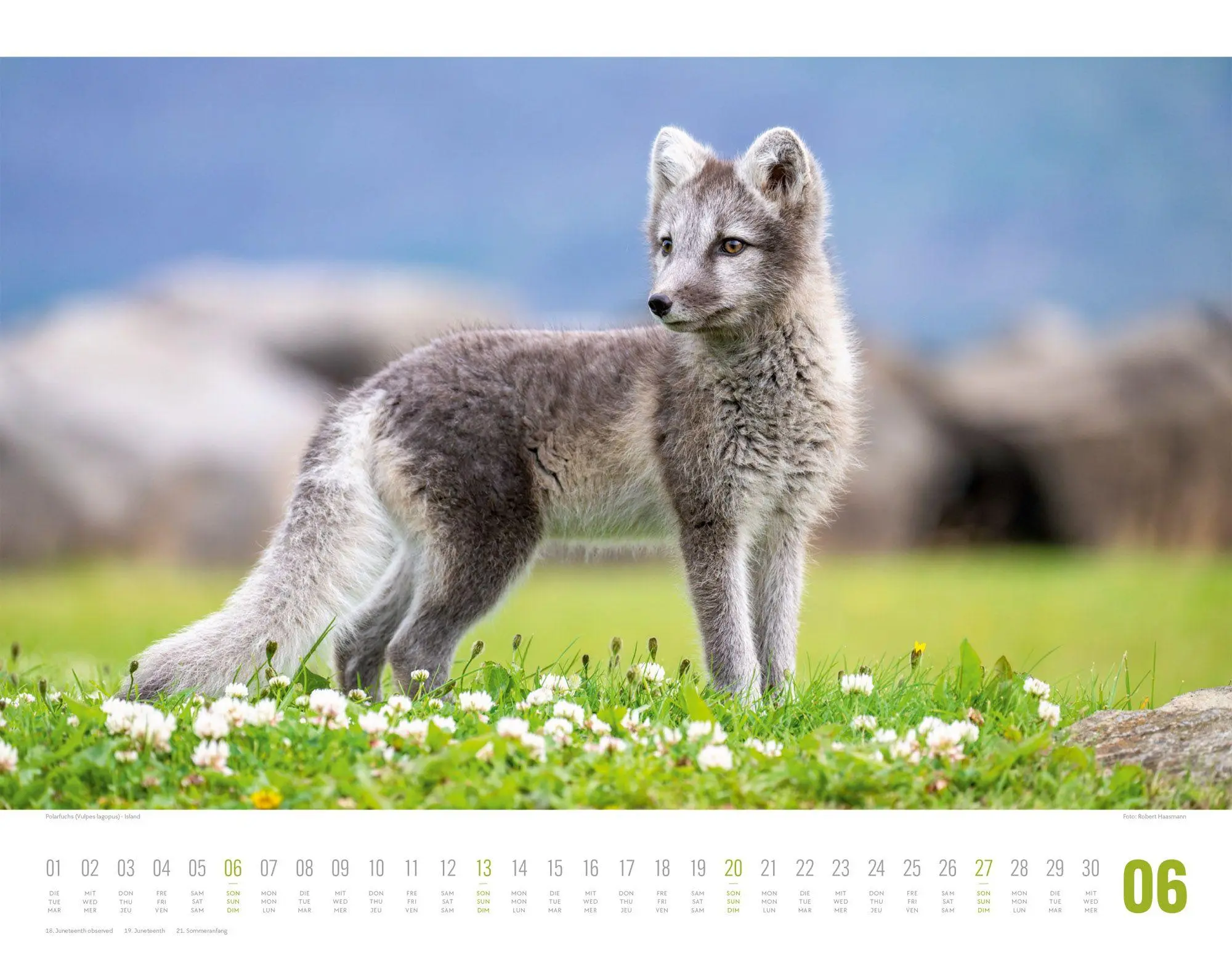 Bild: 9783838427867 | Tierwelt Skandinavien Kalender 2027 | Ackermann Kunstverlag GmbH