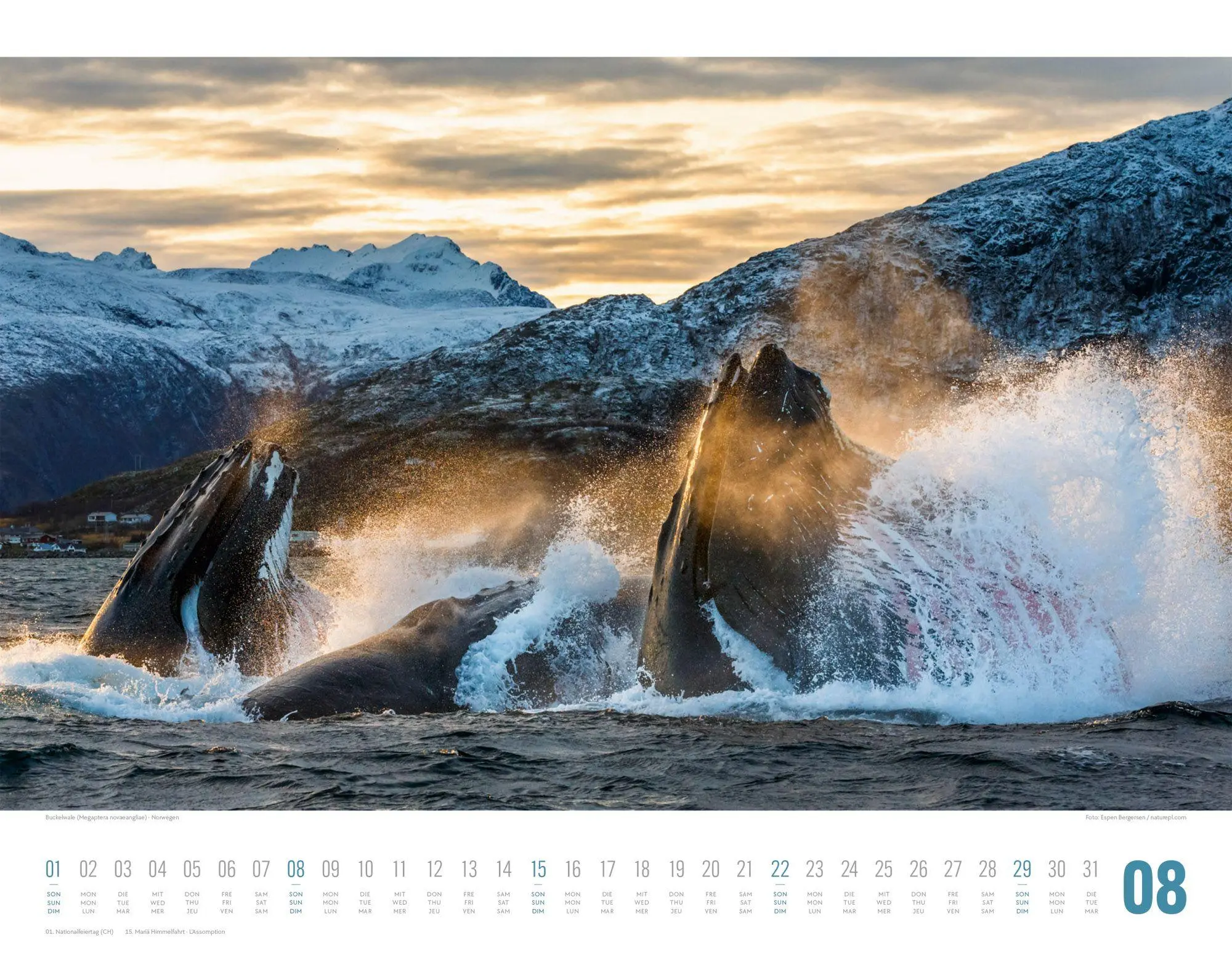 Bild: 9783838427867 | Tierwelt Skandinavien Kalender 2027 | Ackermann Kunstverlag GmbH