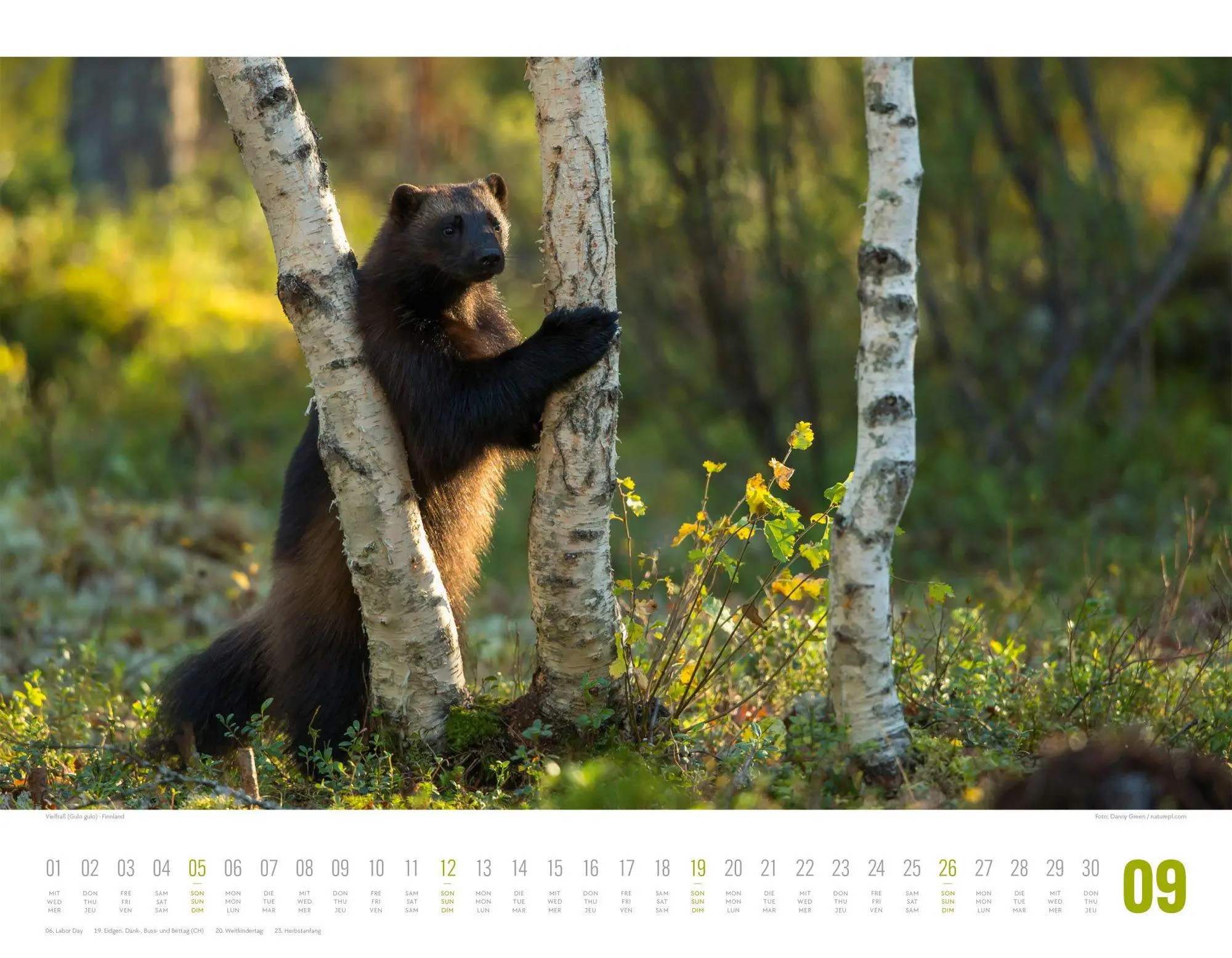 Bild: 9783838427867 | Tierwelt Skandinavien Kalender 2027 | Ackermann Kunstverlag GmbH