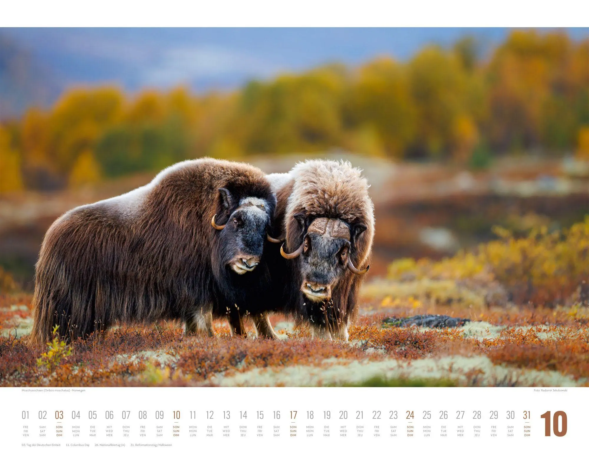 Bild: 9783838427867 | Tierwelt Skandinavien Kalender 2027 | Ackermann Kunstverlag GmbH