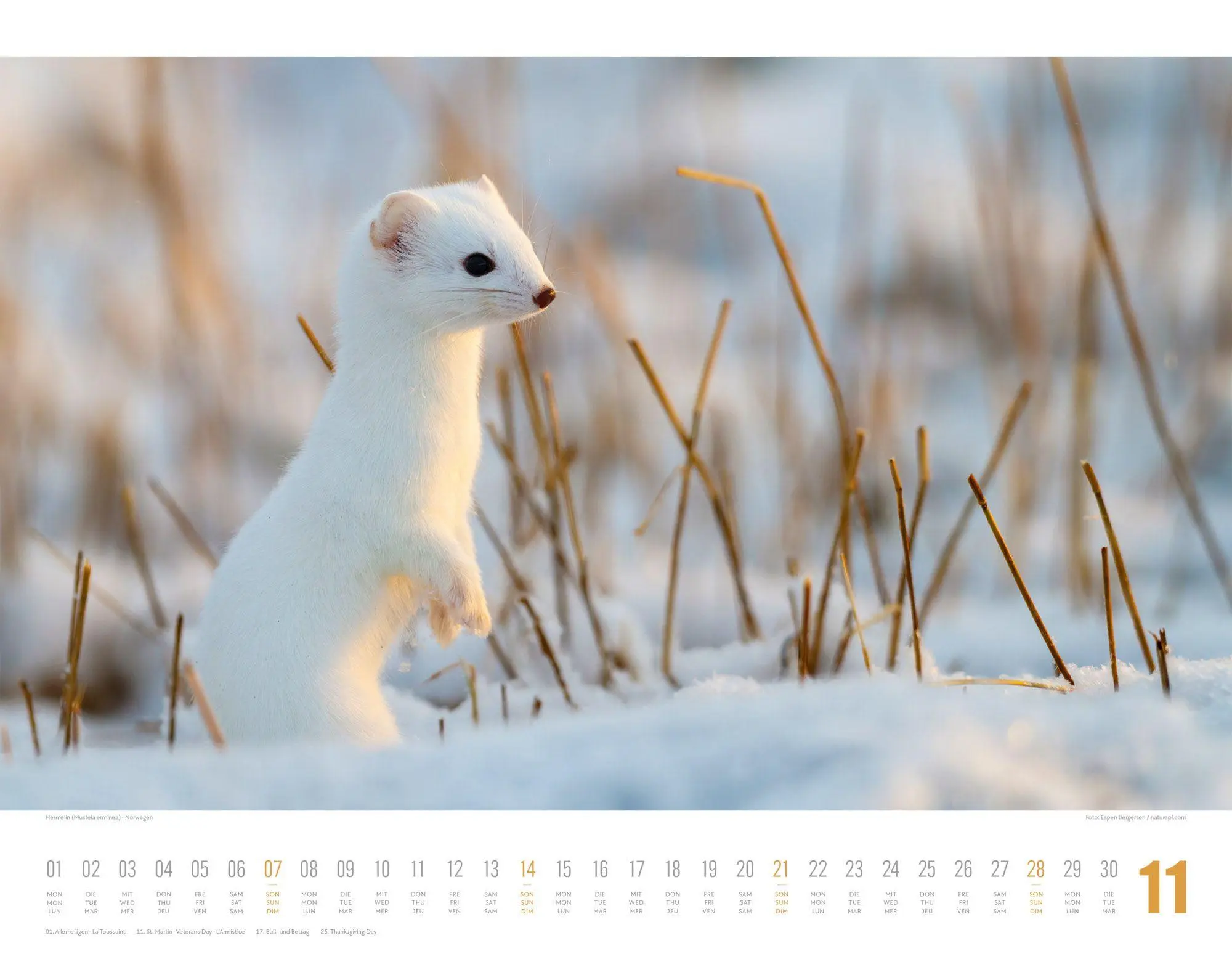 Bild: 9783838427867 | Tierwelt Skandinavien Kalender 2027 | Ackermann Kunstverlag GmbH