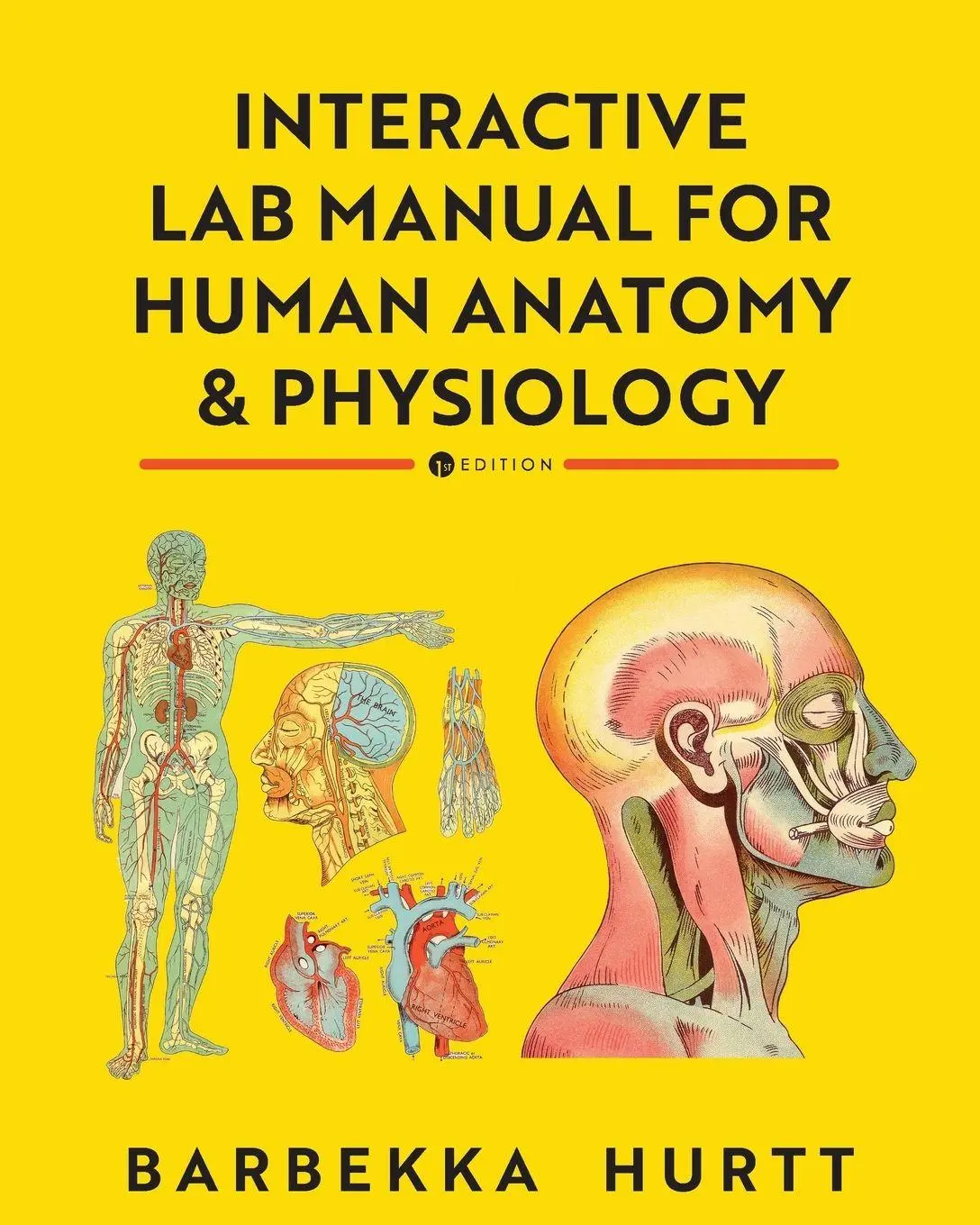 Cover: 9798823367967 | Interactive Lab Manual for Human Anatomy and Physiology | Hurtt | Buch