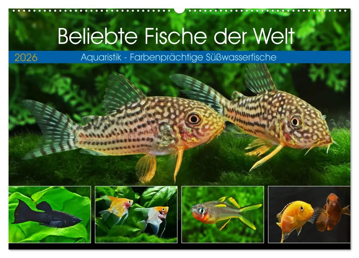 Cover: 9783457528167 | Beliebte Fische der Welt (Wandkalender 2026 DIN A2 quer), CALVENDO...