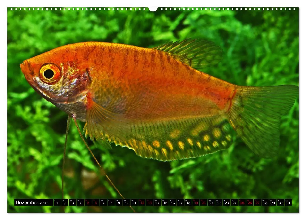 Bild: 9783457528167 | Beliebte Fische der Welt (Wandkalender 2026 DIN A2 quer), CALVENDO...