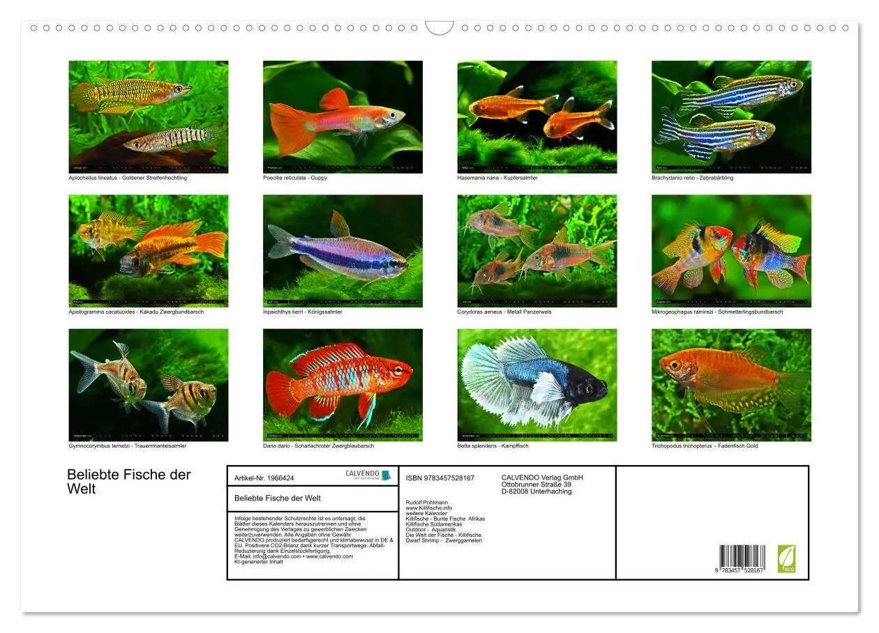 Bild: 9783457528167 | Beliebte Fische der Welt (Wandkalender 2026 DIN A2 quer), CALVENDO...