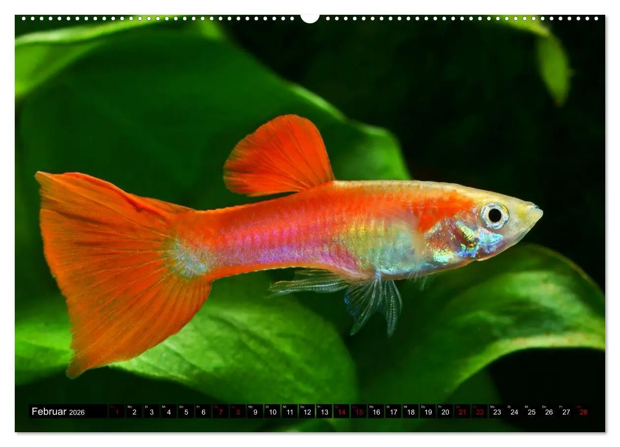 Bild: 9783457528167 | Beliebte Fische der Welt (Wandkalender 2026 DIN A2 quer), CALVENDO...