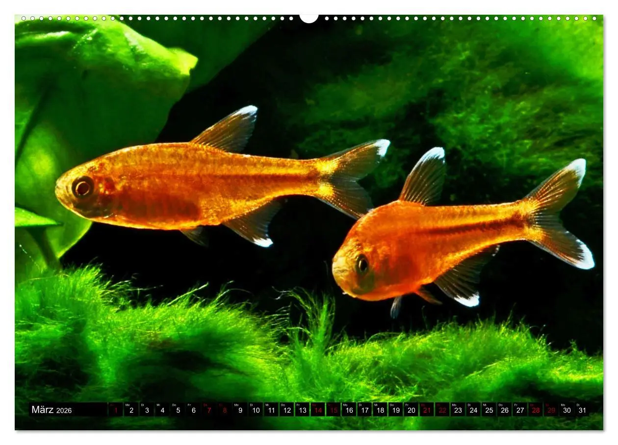 Bild: 9783457528167 | Beliebte Fische der Welt (Wandkalender 2026 DIN A2 quer), CALVENDO...