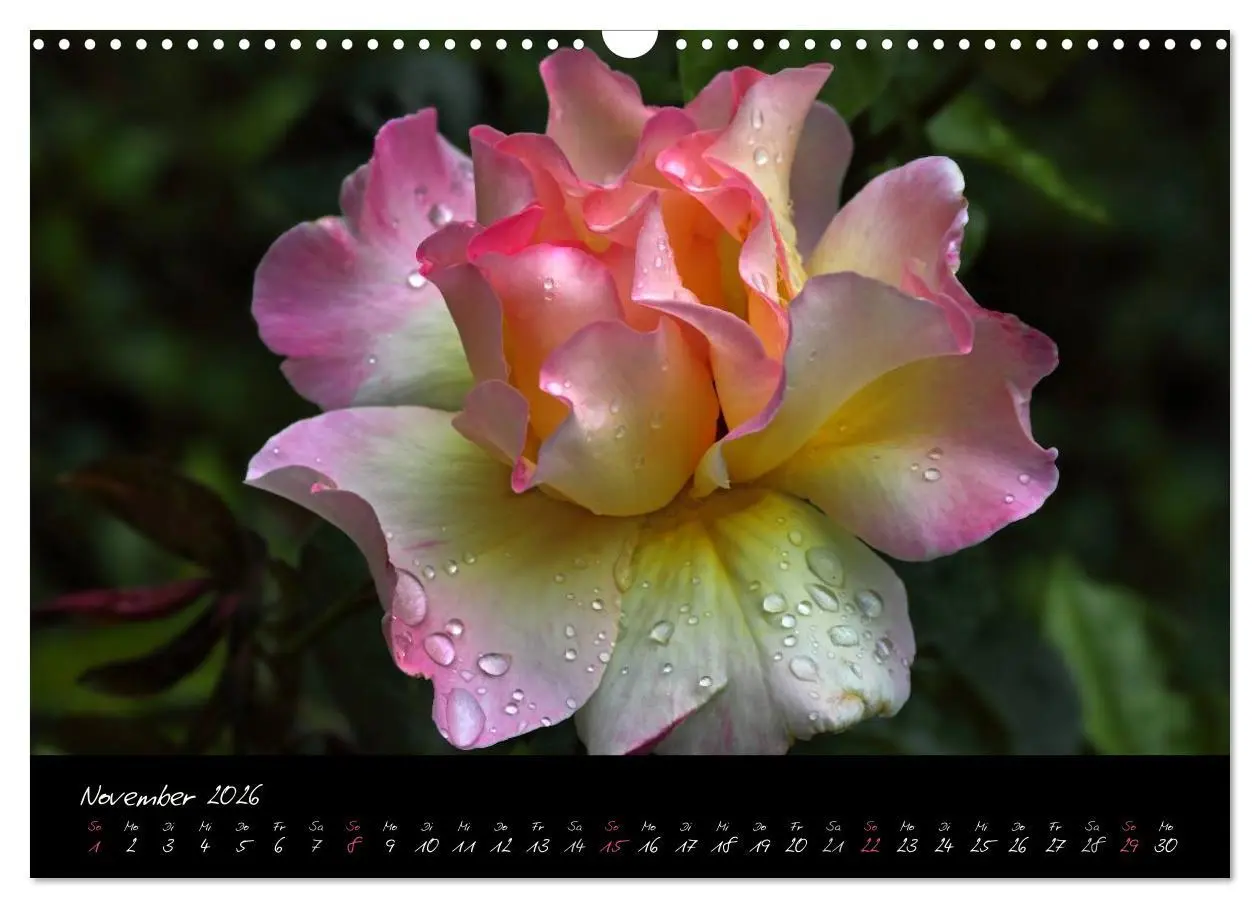 Bild: 9783516098167 | Rosen Romanze - Visuelle Musik (Wandkalender 2026 DIN A3 quer),...