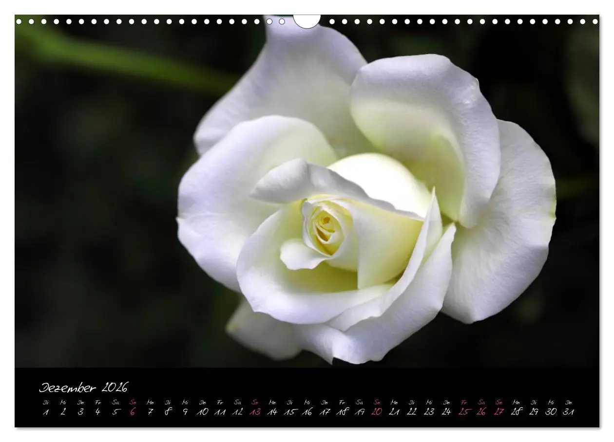 Bild: 9783516098167 | Rosen Romanze - Visuelle Musik (Wandkalender 2026 DIN A3 quer),...
