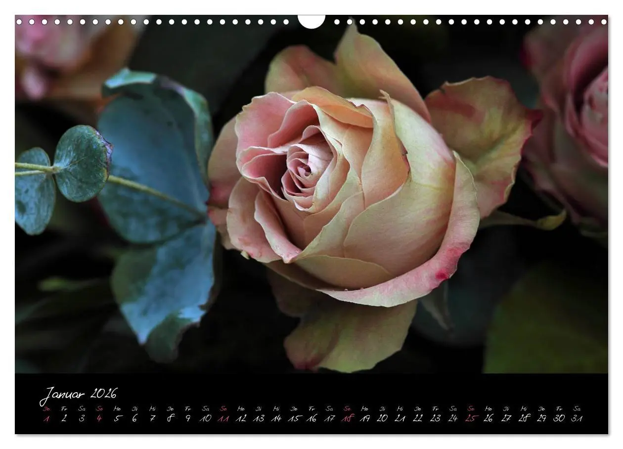 Bild: 9783516098167 | Rosen Romanze - Visuelle Musik (Wandkalender 2026 DIN A3 quer),...
