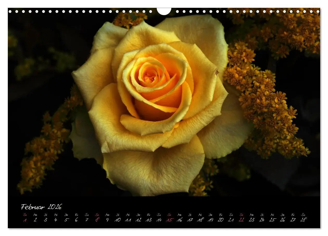 Bild: 9783516098167 | Rosen Romanze - Visuelle Musik (Wandkalender 2026 DIN A3 quer),...