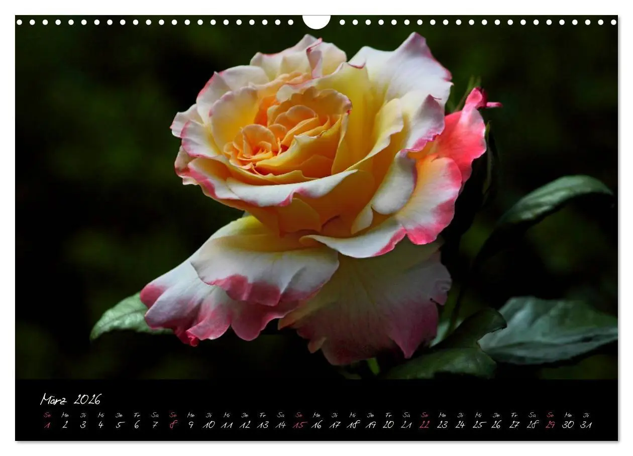 Bild: 9783516098167 | Rosen Romanze - Visuelle Musik (Wandkalender 2026 DIN A3 quer),...