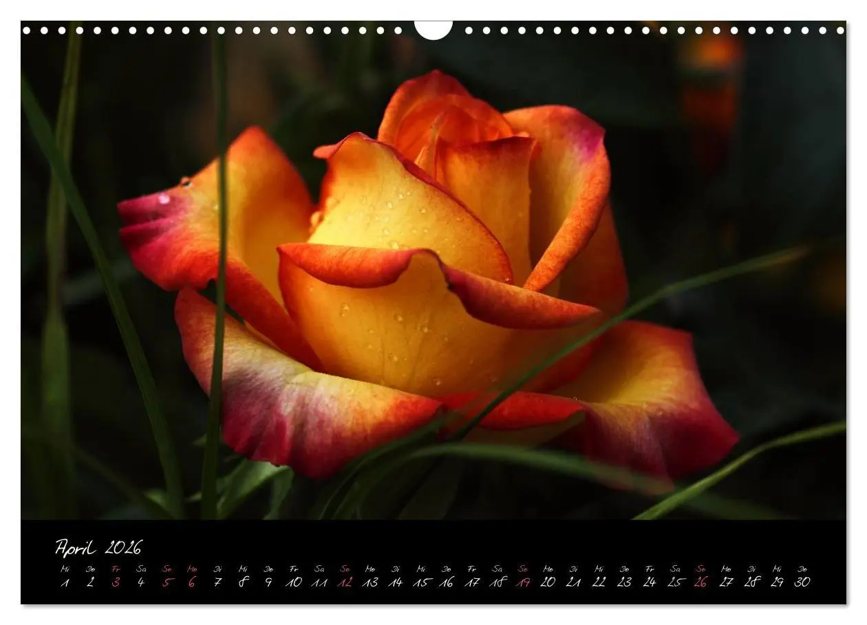 Bild: 9783516098167 | Rosen Romanze - Visuelle Musik (Wandkalender 2026 DIN A3 quer),...