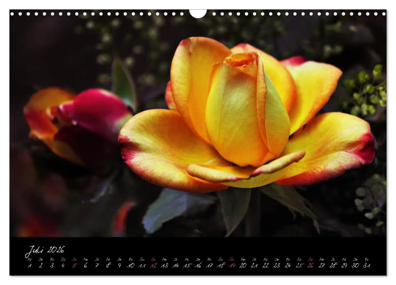 Bild: 9783516098167 | Rosen Romanze - Visuelle Musik (Wandkalender 2026 DIN A3 quer),...