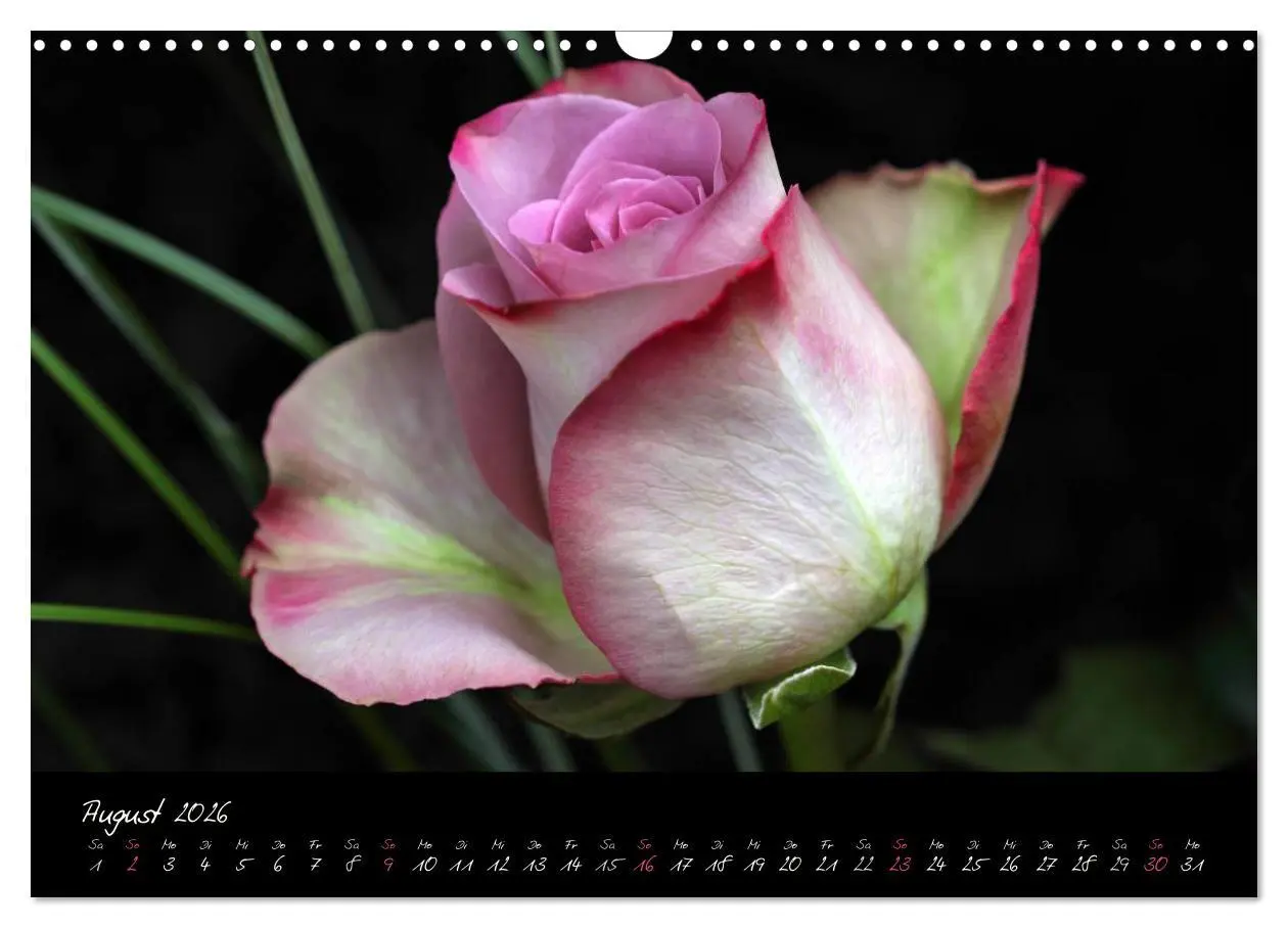 Bild: 9783516098167 | Rosen Romanze - Visuelle Musik (Wandkalender 2026 DIN A3 quer),...