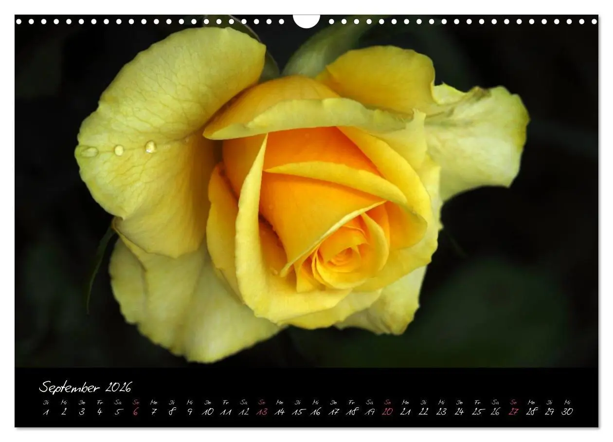 Bild: 9783516098167 | Rosen Romanze - Visuelle Musik (Wandkalender 2026 DIN A3 quer),...