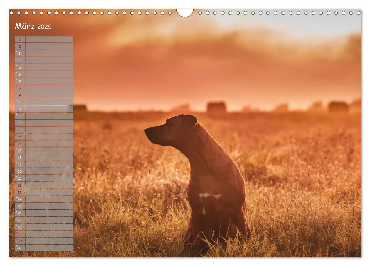 Bild: 9783435358267 | Rhodesian Ridgeback - Herzen auf vier Pfoten (Wandkalender 2025 DIN...