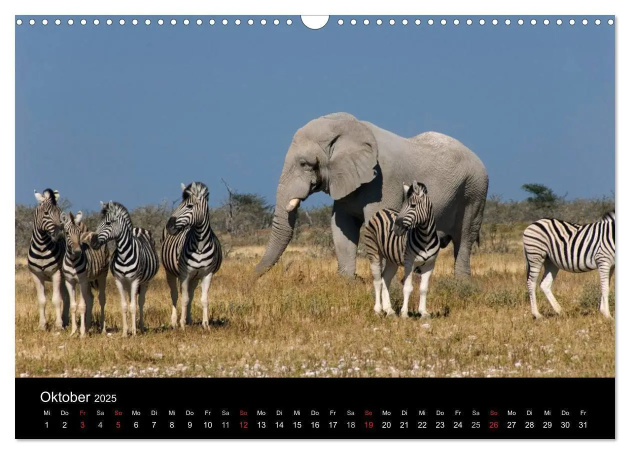 Bild: 9783435738267 | Namibias Highlights (Wandkalender 2025 DIN A3 quer), CALVENDO...