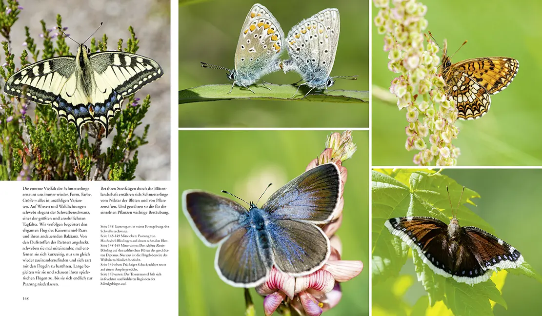 Bild: 9783981088267 | NATURERLEBNIS WILDER SCHWARZWALD | Das lebendige Mittelgebirge | Buch