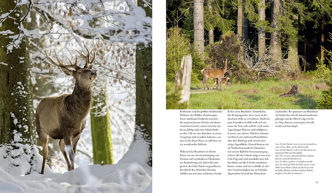 Bild: 9783981088267 | NATURERLEBNIS WILDER SCHWARZWALD | Das lebendige Mittelgebirge | Buch