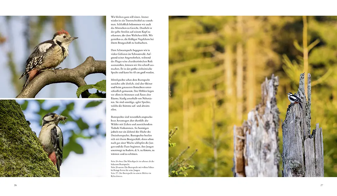 Bild: 9783981088267 | NATURERLEBNIS WILDER SCHWARZWALD | Das lebendige Mittelgebirge | Buch