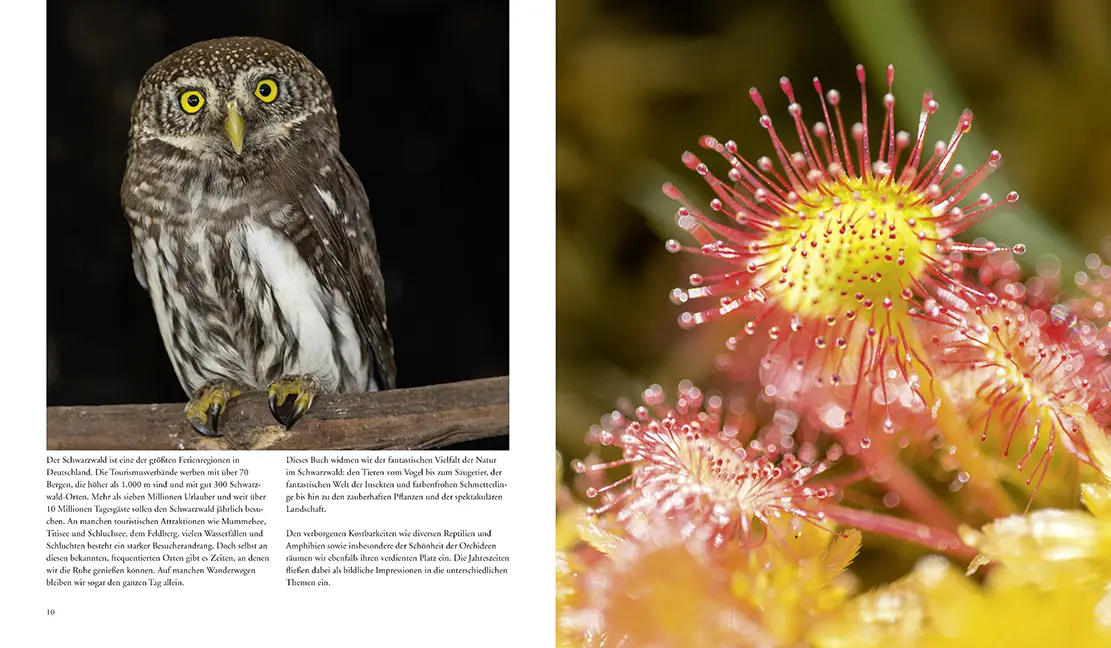 Bild: 9783981088267 | NATURERLEBNIS WILDER SCHWARZWALD | Das lebendige Mittelgebirge | Buch