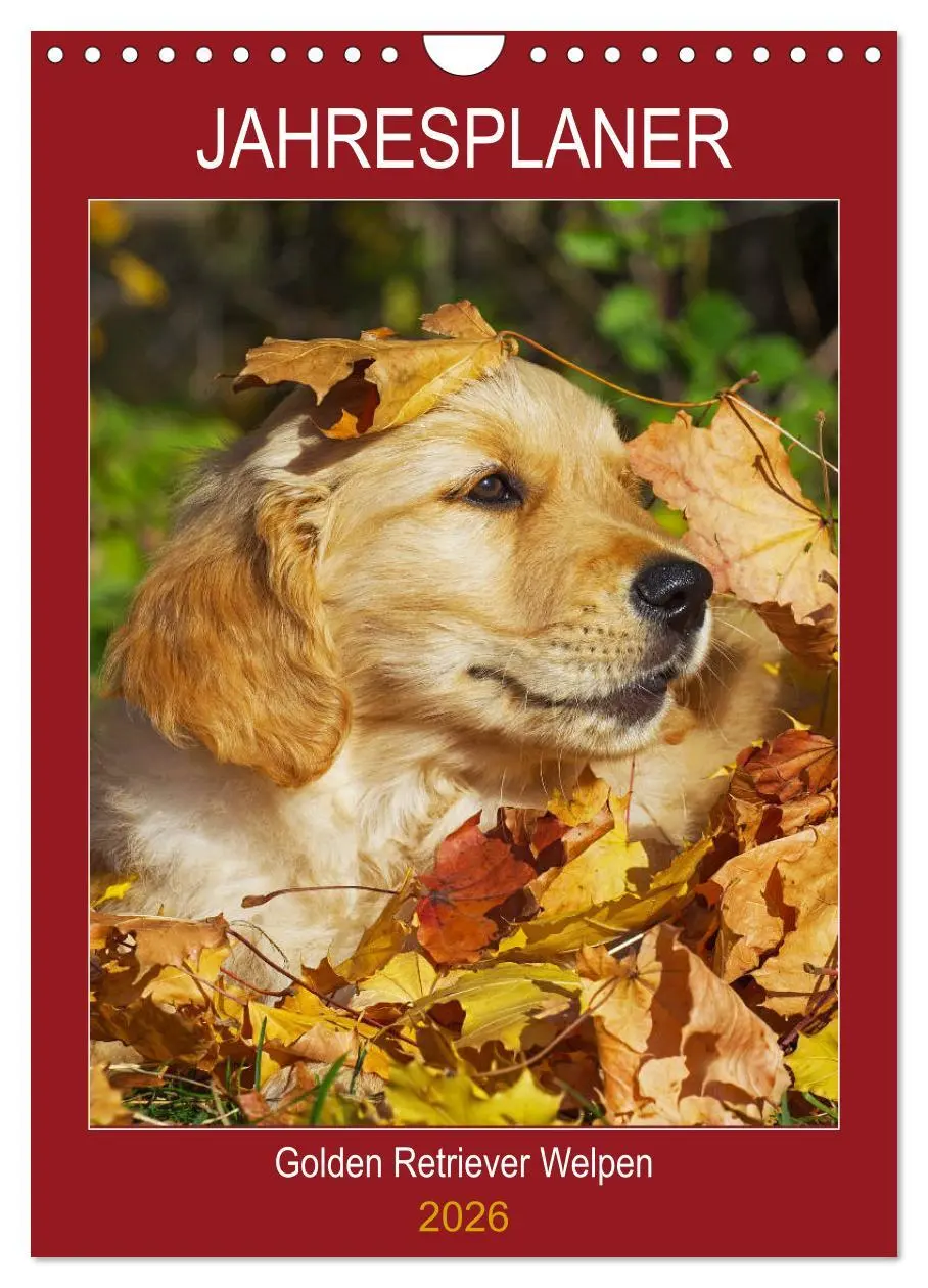 Cover: 9783516388367 | Jahresplaner Golden Retriever Welpen (Wandkalender 2026 DIN A4...