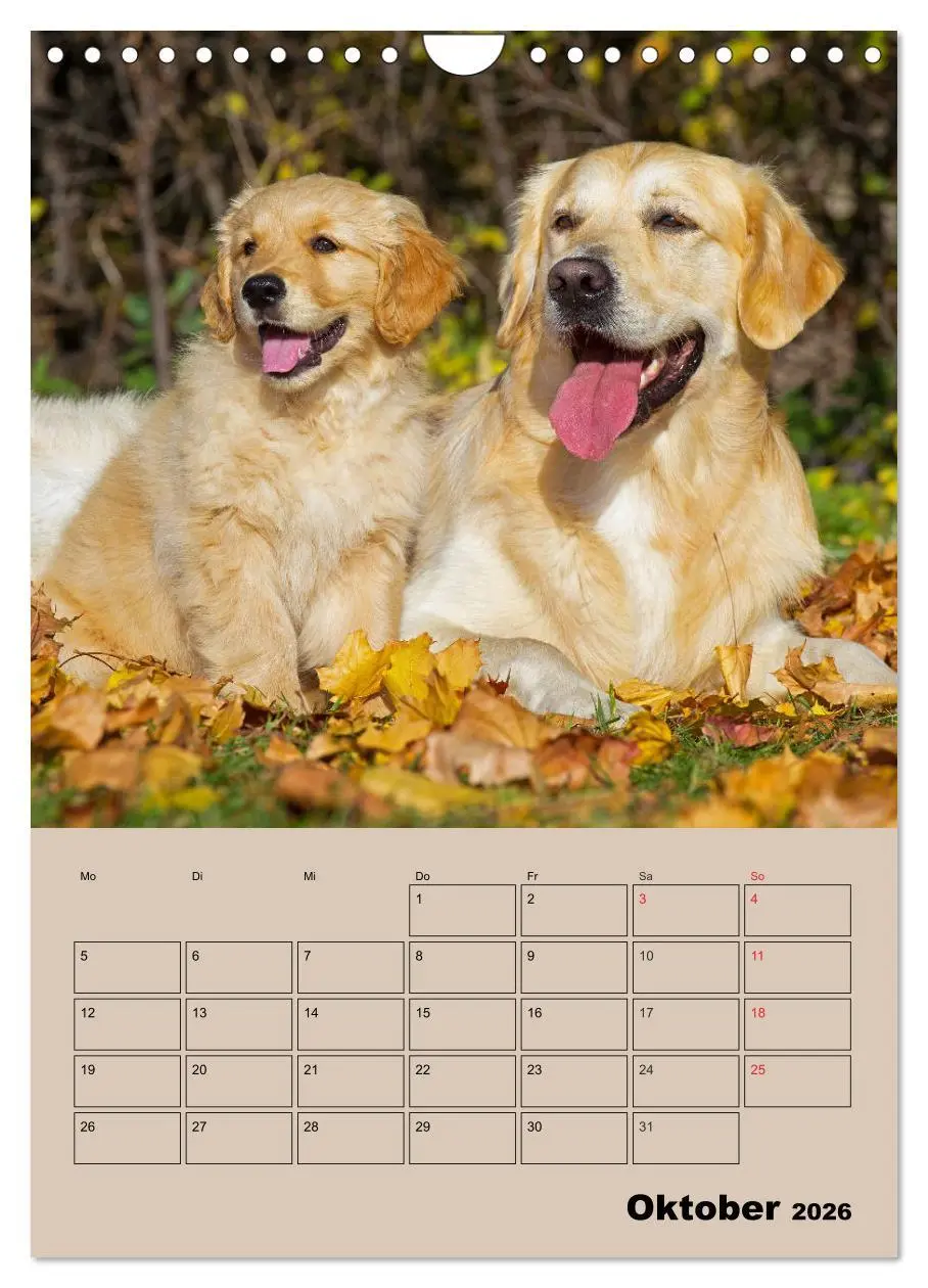 Bild: 9783516388367 | Jahresplaner Golden Retriever Welpen (Wandkalender 2026 DIN A4...