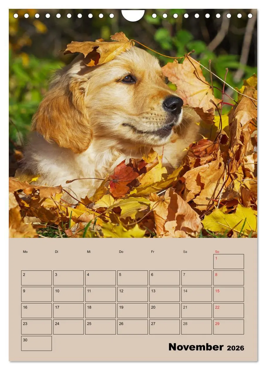 Bild: 9783516388367 | Jahresplaner Golden Retriever Welpen (Wandkalender 2026 DIN A4...