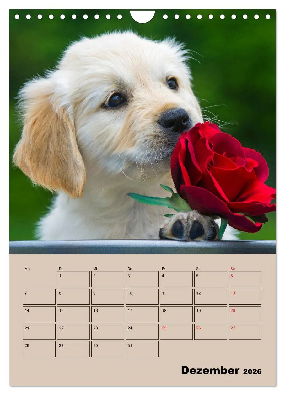 Bild: 9783516388367 | Jahresplaner Golden Retriever Welpen (Wandkalender 2026 DIN A4...