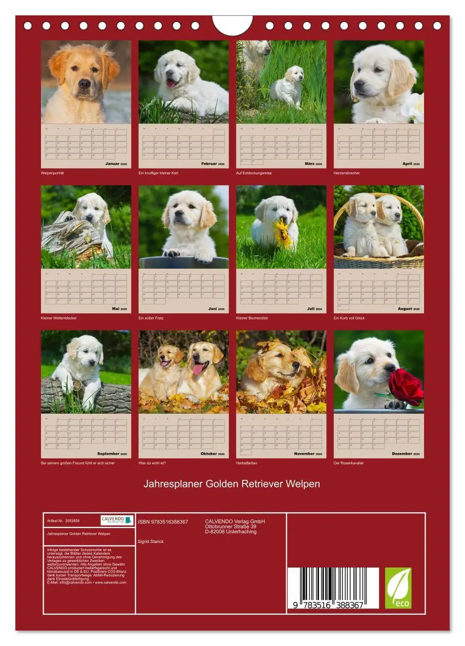 Bild: 9783516388367 | Jahresplaner Golden Retriever Welpen (Wandkalender 2026 DIN A4...