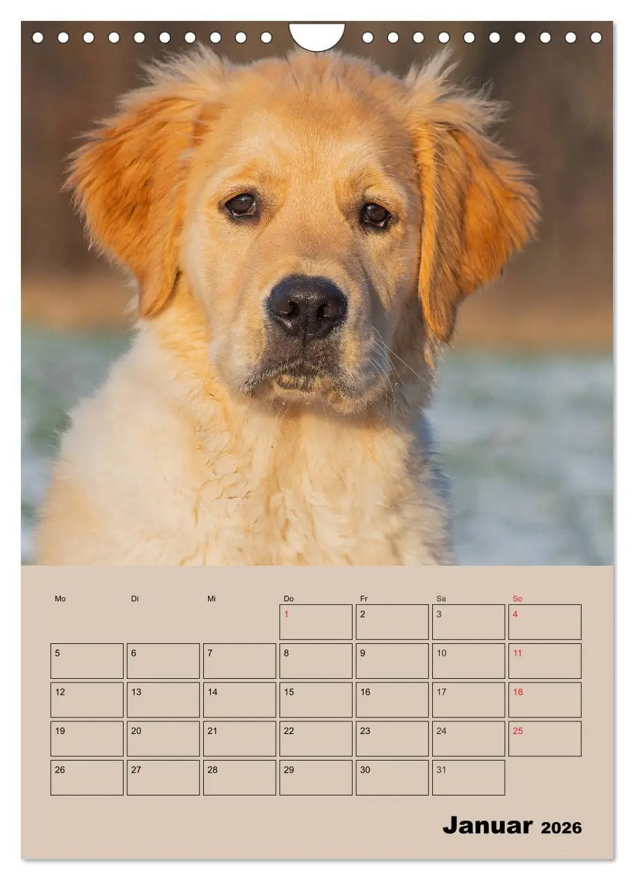 Bild: 9783516388367 | Jahresplaner Golden Retriever Welpen (Wandkalender 2026 DIN A4...