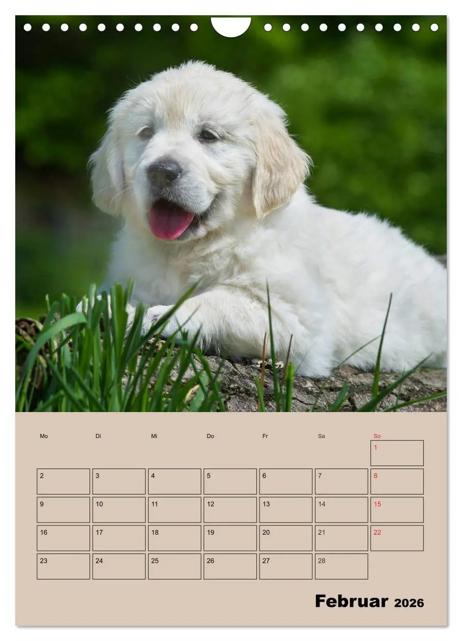 Bild: 9783516388367 | Jahresplaner Golden Retriever Welpen (Wandkalender 2026 DIN A4...