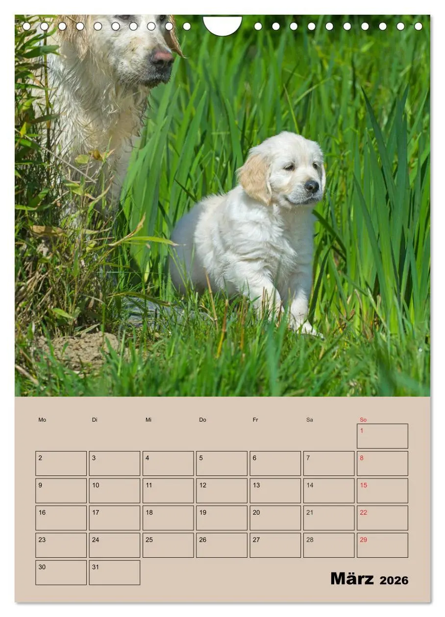 Bild: 9783516388367 | Jahresplaner Golden Retriever Welpen (Wandkalender 2026 DIN A4...