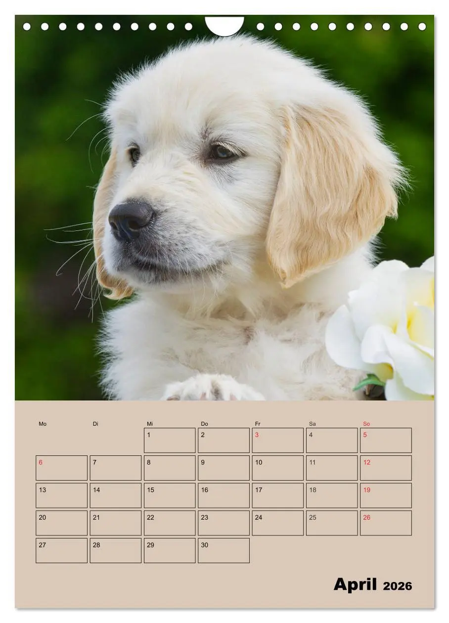 Bild: 9783516388367 | Jahresplaner Golden Retriever Welpen (Wandkalender 2026 DIN A4...