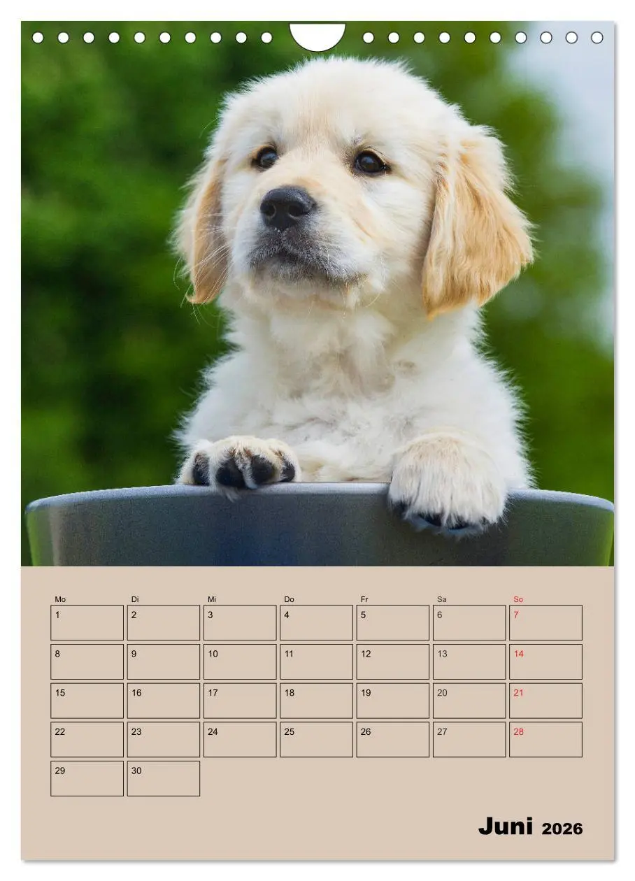 Bild: 9783516388367 | Jahresplaner Golden Retriever Welpen (Wandkalender 2026 DIN A4...