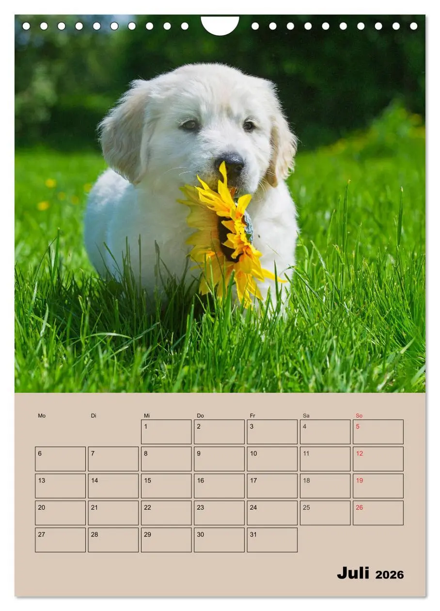 Bild: 9783516388367 | Jahresplaner Golden Retriever Welpen (Wandkalender 2026 DIN A4...