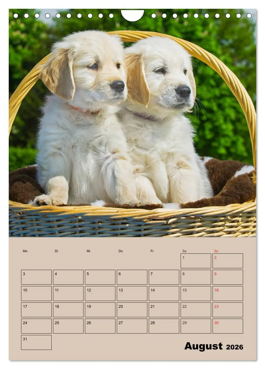 Bild: 9783516388367 | Jahresplaner Golden Retriever Welpen (Wandkalender 2026 DIN A4...