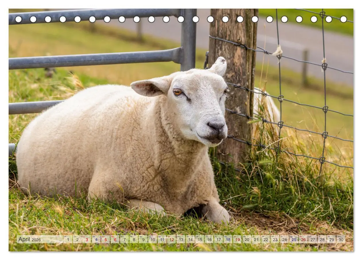 Bild: 9783457668467 | Texel - Kleine Insel, große Vielfalt (Tischkalender 2026 DIN A5...