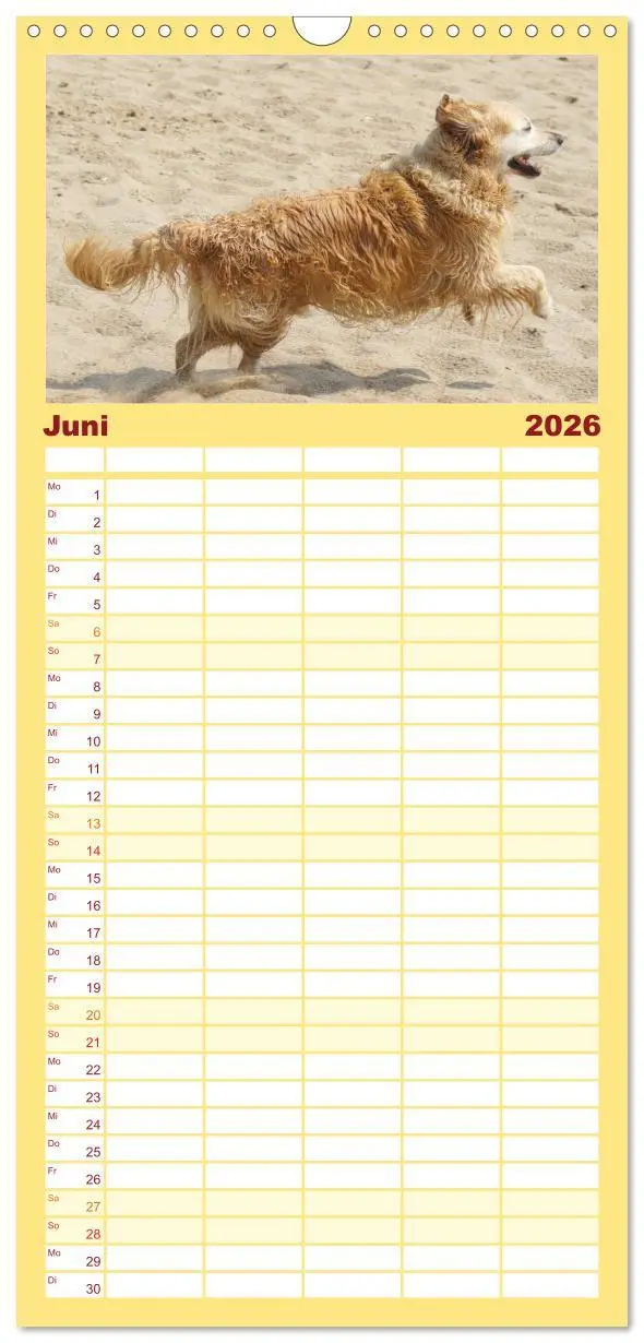 Bild: 9783516518467 | Familienplaner 2026 - Golden Retriever Power mit 5 Spalten...