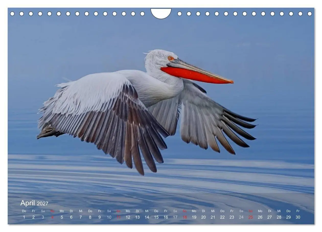 Bild: 9783594118467 | Pelikan-Kalender (Wandkalender 2027 DIN A4 quer), CALVENDO...