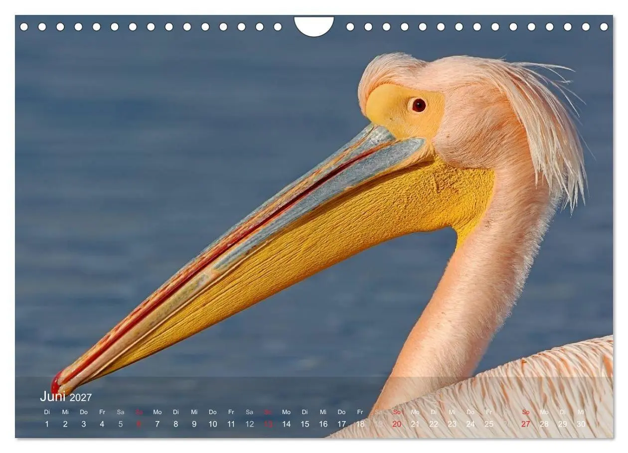Bild: 9783594118467 | Pelikan-Kalender (Wandkalender 2027 DIN A4 quer), CALVENDO...