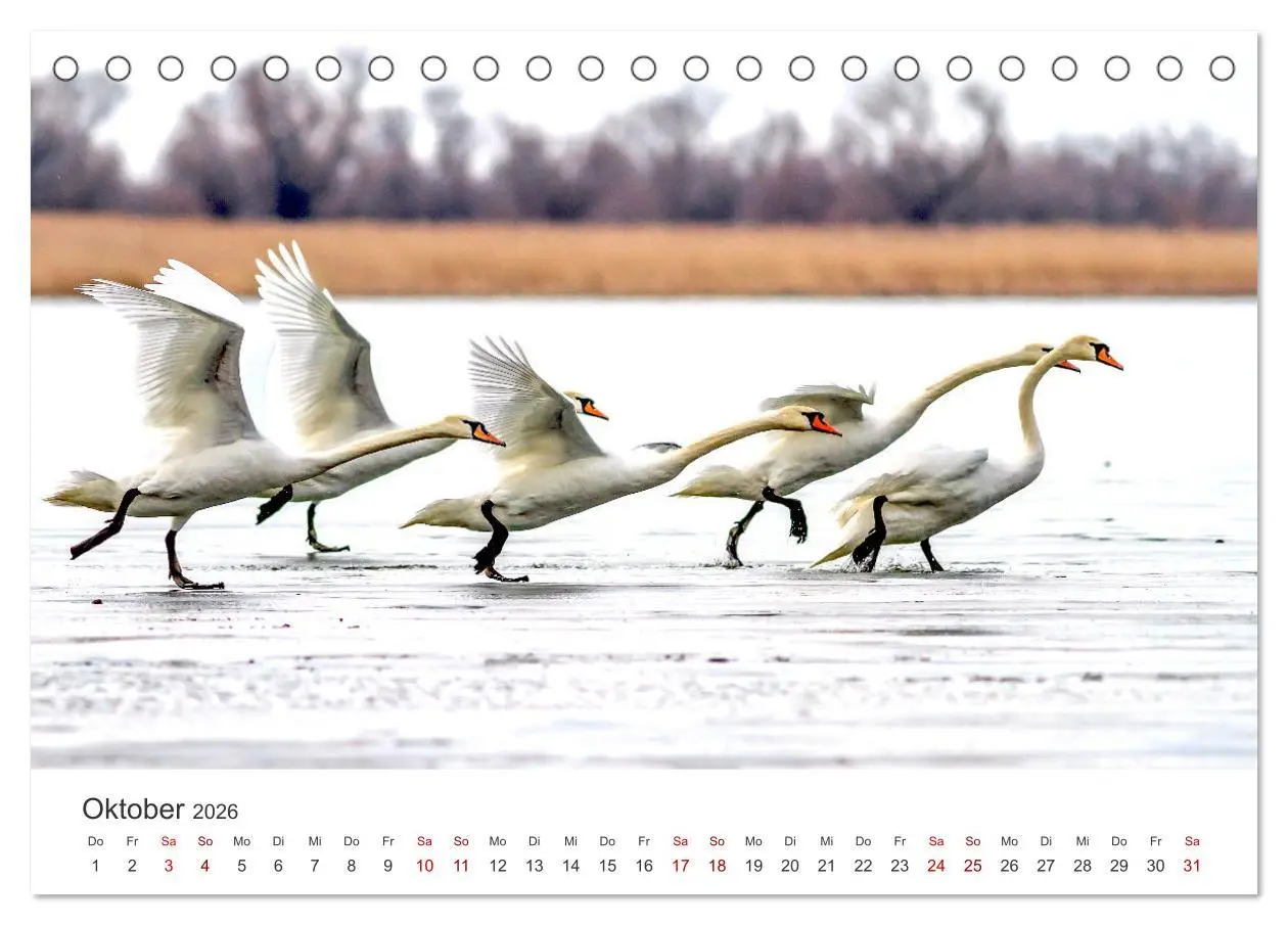 Bild: 9783457418567 | Schwäne - Prachtvolle Federkleider. (Tischkalender 2026 DIN A5...
