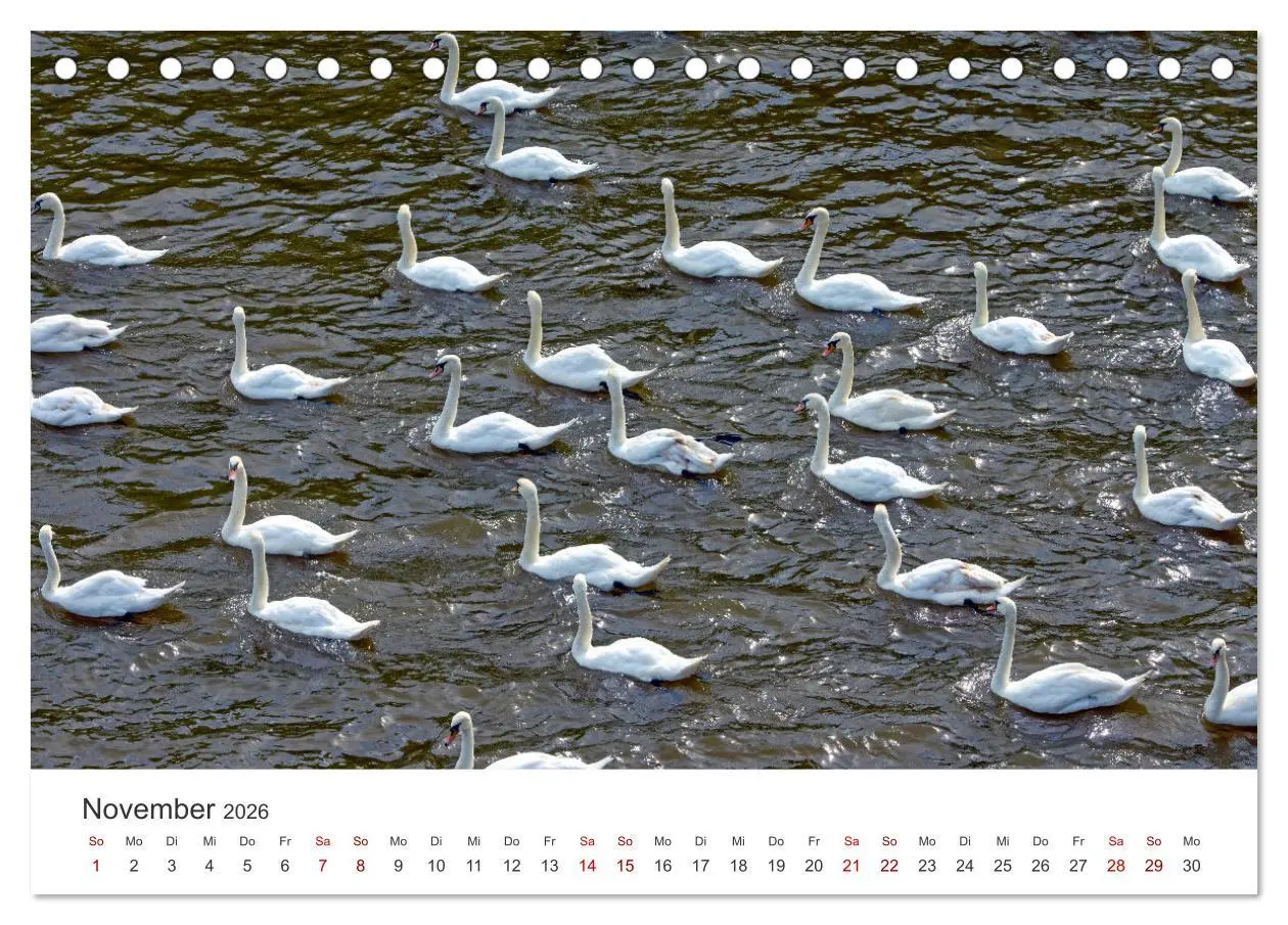 Bild: 9783457418567 | Schwäne - Prachtvolle Federkleider. (Tischkalender 2026 DIN A5...